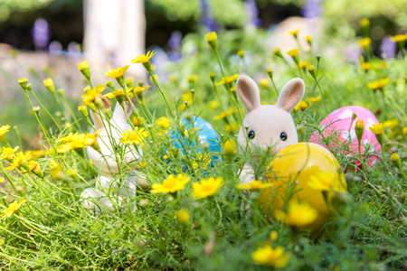 Rabbit Finds Eggs for Easter at Yellow Flower Gardenの写真素材