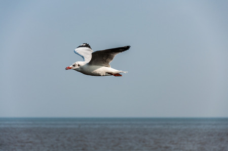 Seagull fly