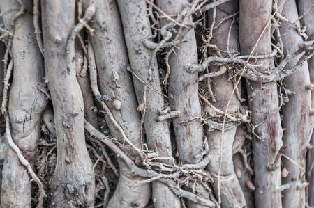 root in earthの写真素材