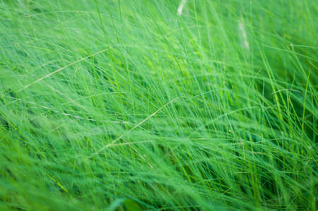 Abstract green grass background.の写真素材