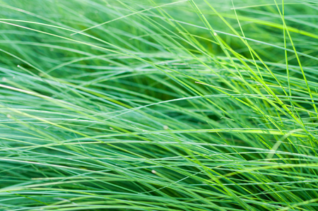 Abstract green grass background.の写真素材