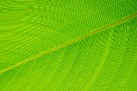 green banana leafの写真素材