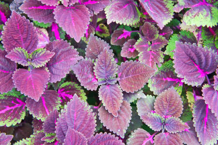 violet leafの写真素材