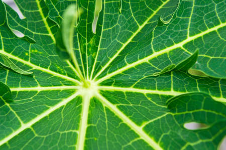 close-up melon leaf background and textureの写真素材