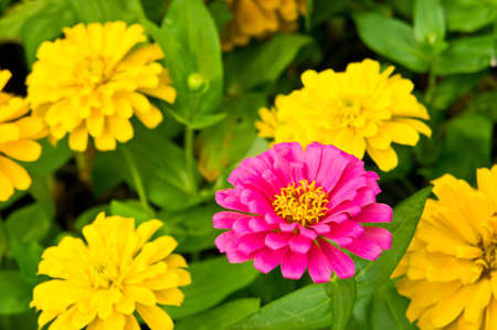 garden of flowersの写真素材