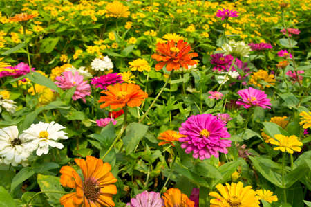 garden of flowersの写真素材