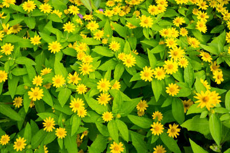 garden of yellow flowersの写真素材