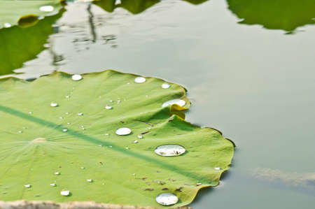 water drop on lotus leafの写真素材