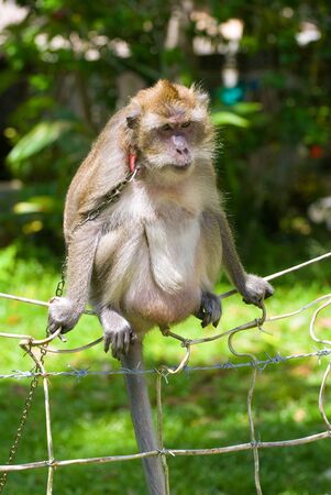 Monkey perched on fence