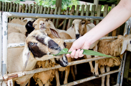 Feeding sheep with grass in the sheep farmの写真素材