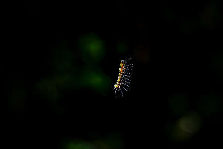 Close-up photo of small insect isolate with background.の写真素材