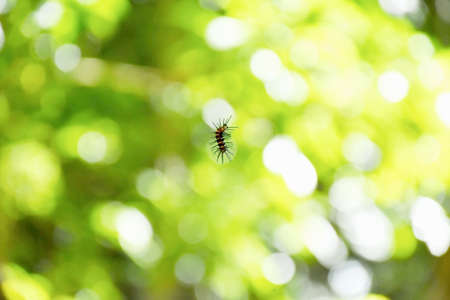 Close-up photo of small insect isolate with background.の写真素材