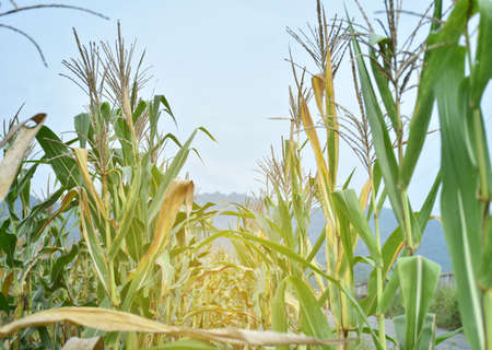Fresh corn trunk and leaves in rural field of farmer