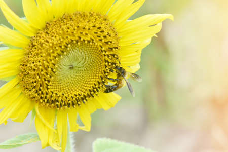 Pollen of sunflower in field with bee gathering pollen before winter season. Close-up shot of bee...