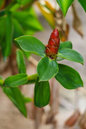 Vivid Flower