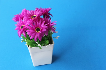 a vase of violet flower on blue backgroundの写真素材