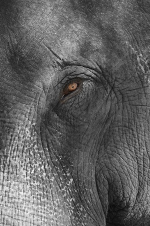 An eye of Asian Elephant wildlife      の写真素材