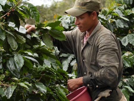 PAKSONG, LAOS -  SEP 30, 2007 : Unidentified man as a farm worker harvesting coffee berries on Sep30, 2007 in Paksong Laos. Paksong is one of major source of Arabica coffee bean in Laos .のeditorial素材