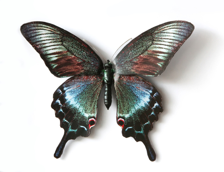 Stuffed insect Butterfly Papilip Arclurusの写真素材