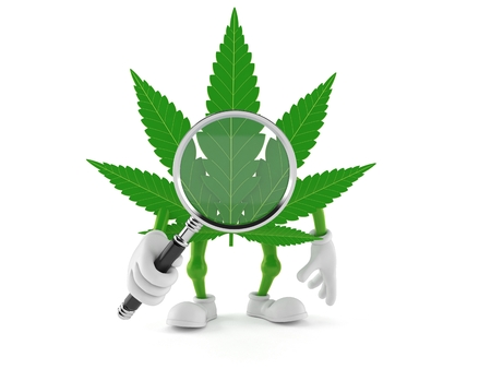 Cannabis character looking through magnifying glass isolated on white background. 3d illustrationの写真素材