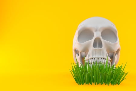 Skull on grass isolated on orange background. 3d illustrationの写真素材