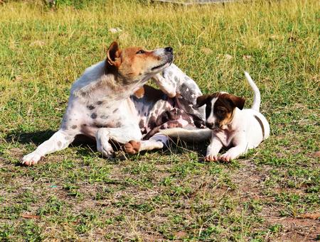 mother dog with puppyの写真素材