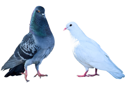 Dove on a white backgroundの写真素材