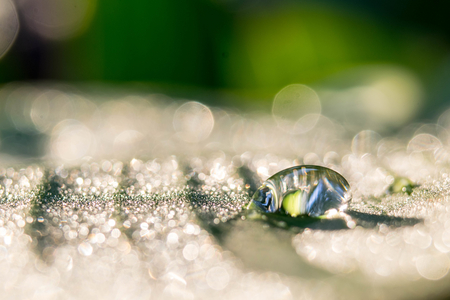 Dew on the leaves look beautifulの写真素材
