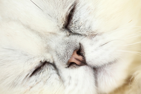 Lazy sleeping persian cat の写真素材