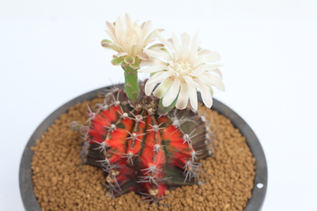 Close up of gymnocalycium mihanovichii flower cactus in a pot の写真素材