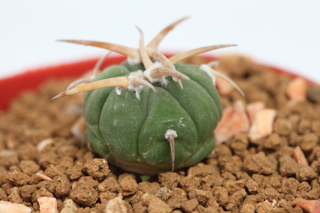 Close up of Echinocactus horizonthalonius cactus in a pot の写真素材