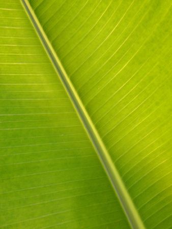 Close-up of banana leaf