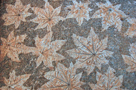 Leaf pattern on paving stoneの写真素材