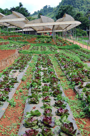 Market garden in northern Thailand