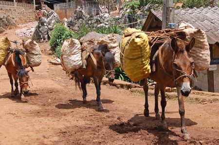 Ponies carrying fruit produce in northern Thailandの写真素材