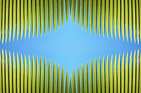 Border of palm fronds with clipping pathの写真素材