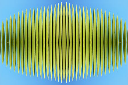 Palm spikes abstract with clipping pathの写真素材