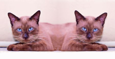 Siamese catの写真素材