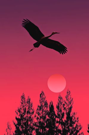 Openbill stork flyingの写真素材