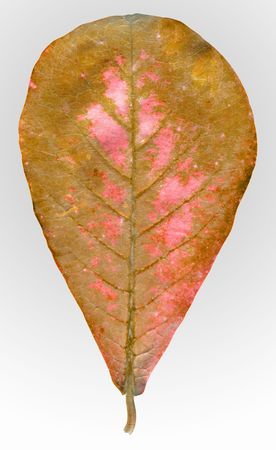 Autumn leaf with clipping path