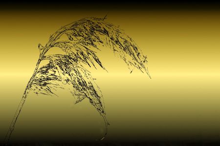 Golden background with drooping grass headの写真素材