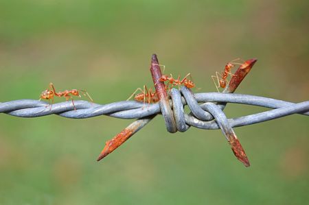 Red ants crawling along rusty barbed wireの写真素材