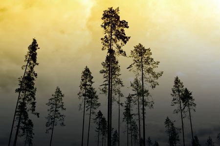 Thinned pines in a Finnish plantation at dusk