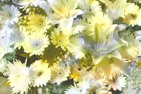 An abstract flowery design in white and yellowの写真素材