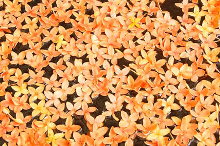 Floating orange flowers in a decorative displayの写真素材