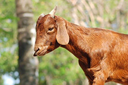Portrait of a young goat in sunshineの写真素材