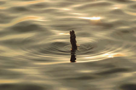 Ripples around a stick poking out of the waterの写真素材