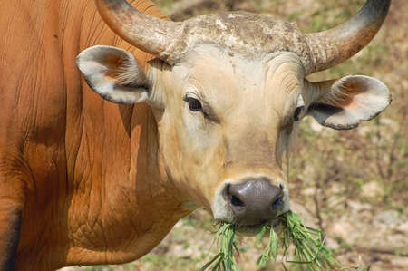 An adult banteng wild cattle from Asiaの写真素材