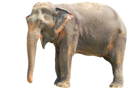 Isolated standing Asian elephant with clipping pathの写真素材