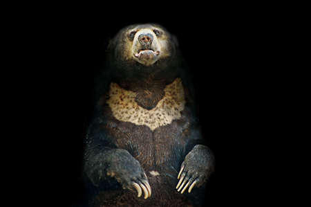 Malaysian sun bear standing in sunlight with dark backgroundの写真素材